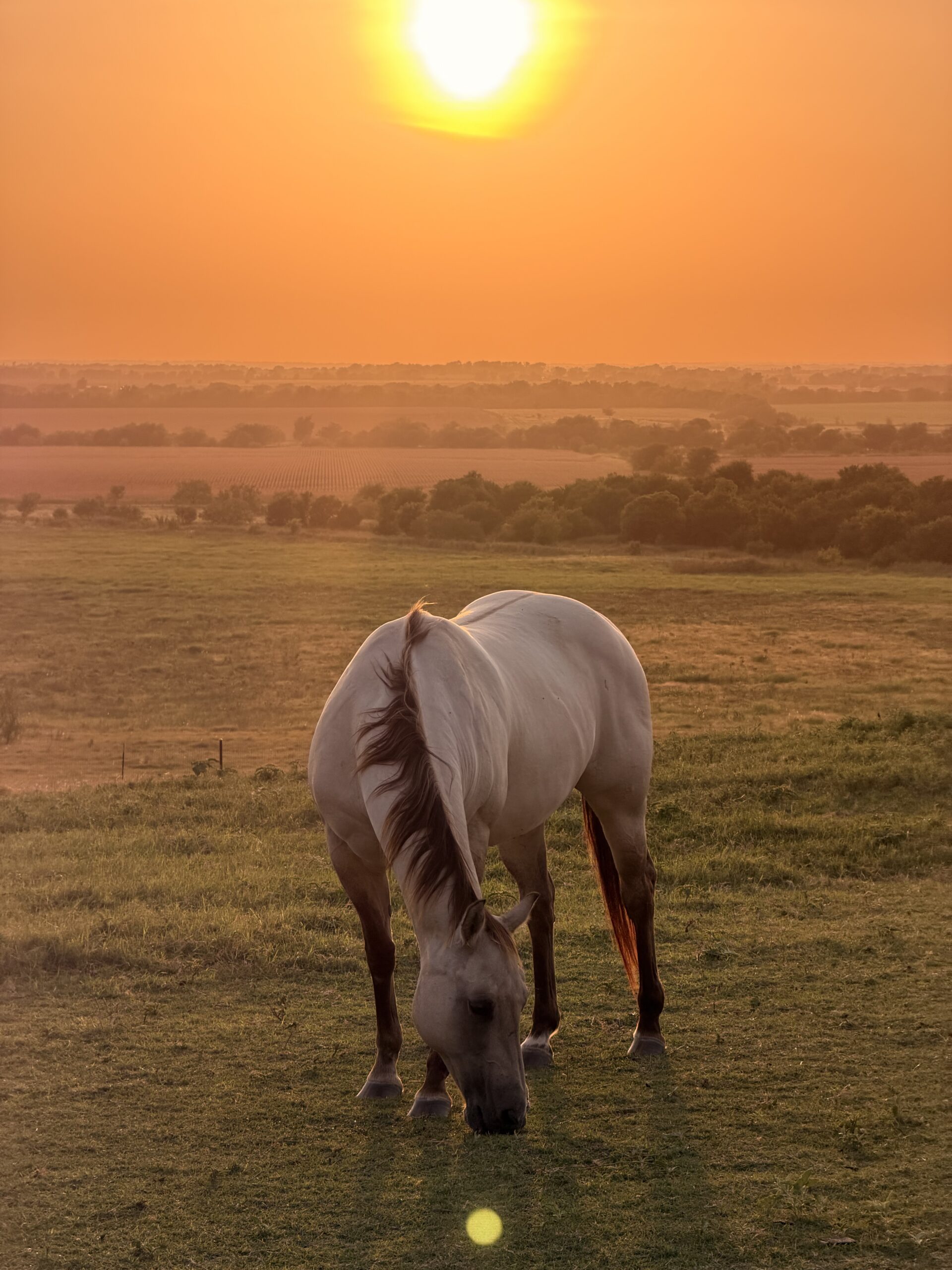 Grey horse grazing in field at sunset.