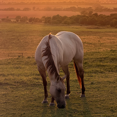 Horse grazing in field during a golden sunset.